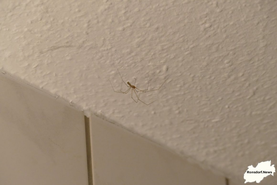 Spinnen sind auch in der Wohnung nützlich