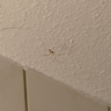 Spinnen sind auch in der Wohnung nützlich